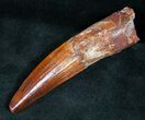 Gorgeous Spinosaurus Tooth - Large #12257-2